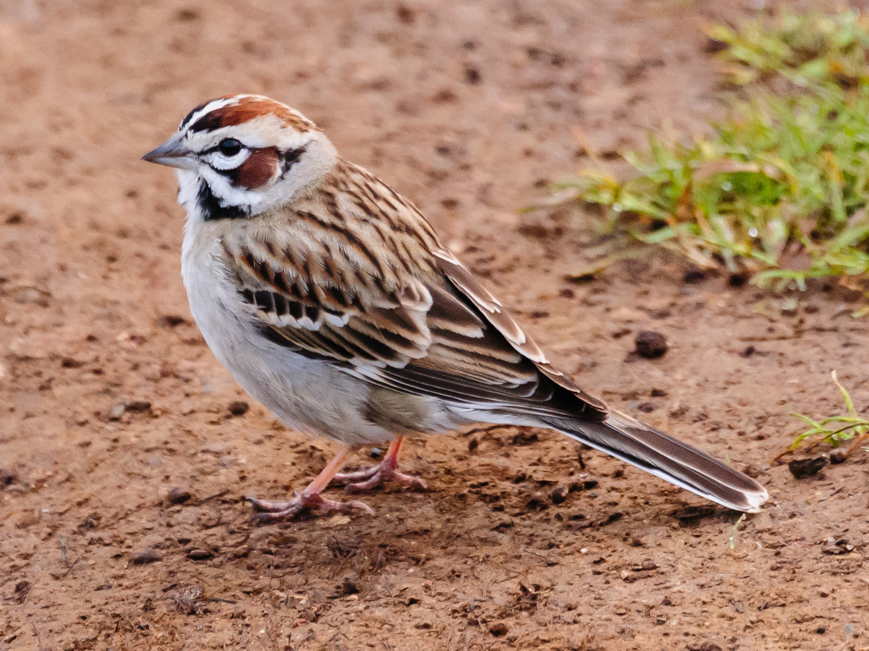 lark-sparrow-scheibel – Nature in Novato