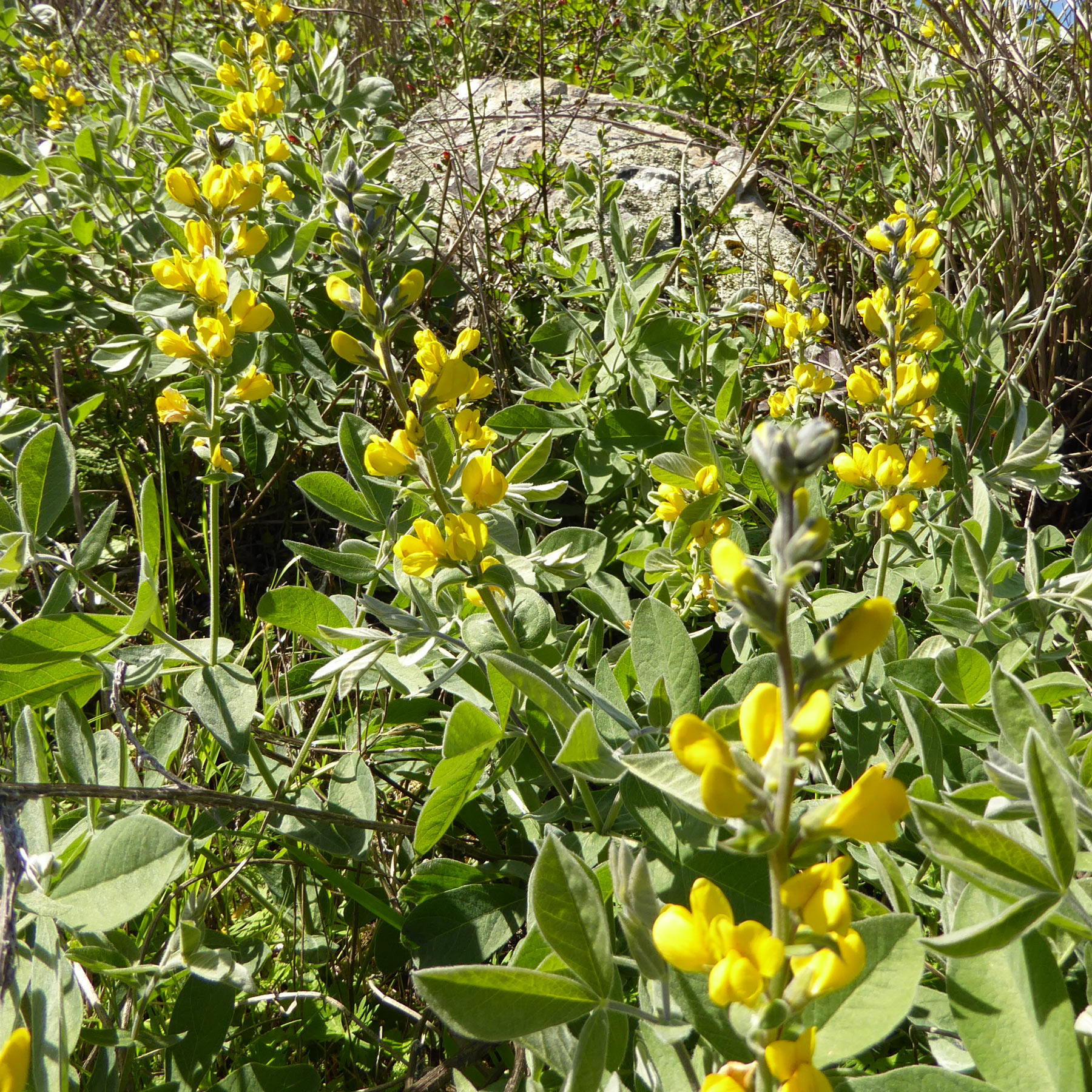 false-lupine – Nature in Novato