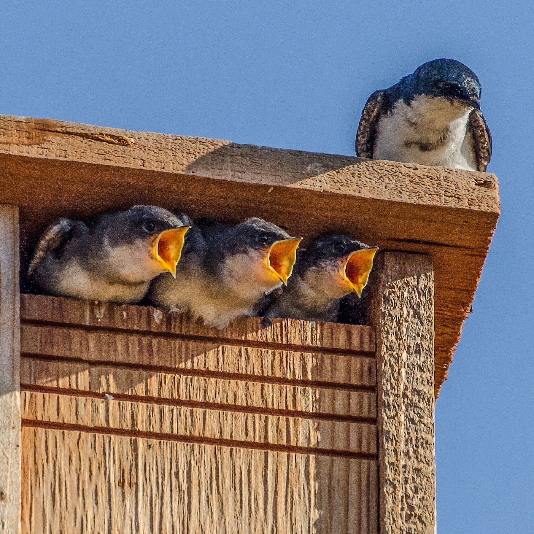 tree-swallows-susie-kelly-nature-in-novato