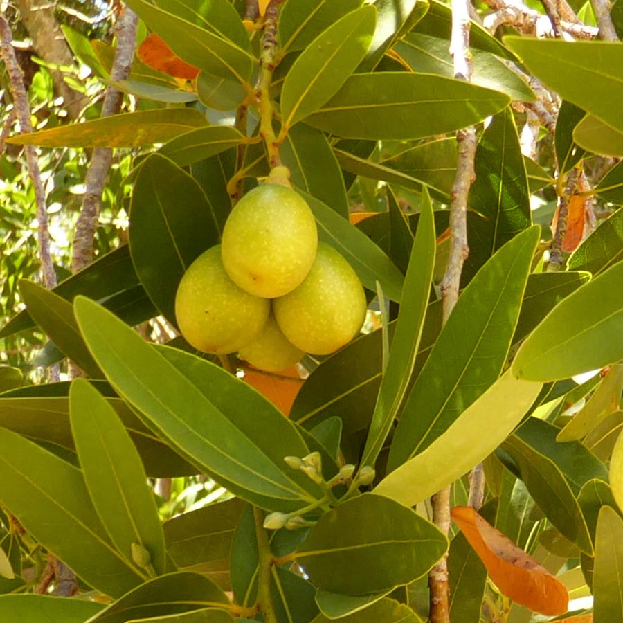 Bay Leaves And Fruit Nature In Novato