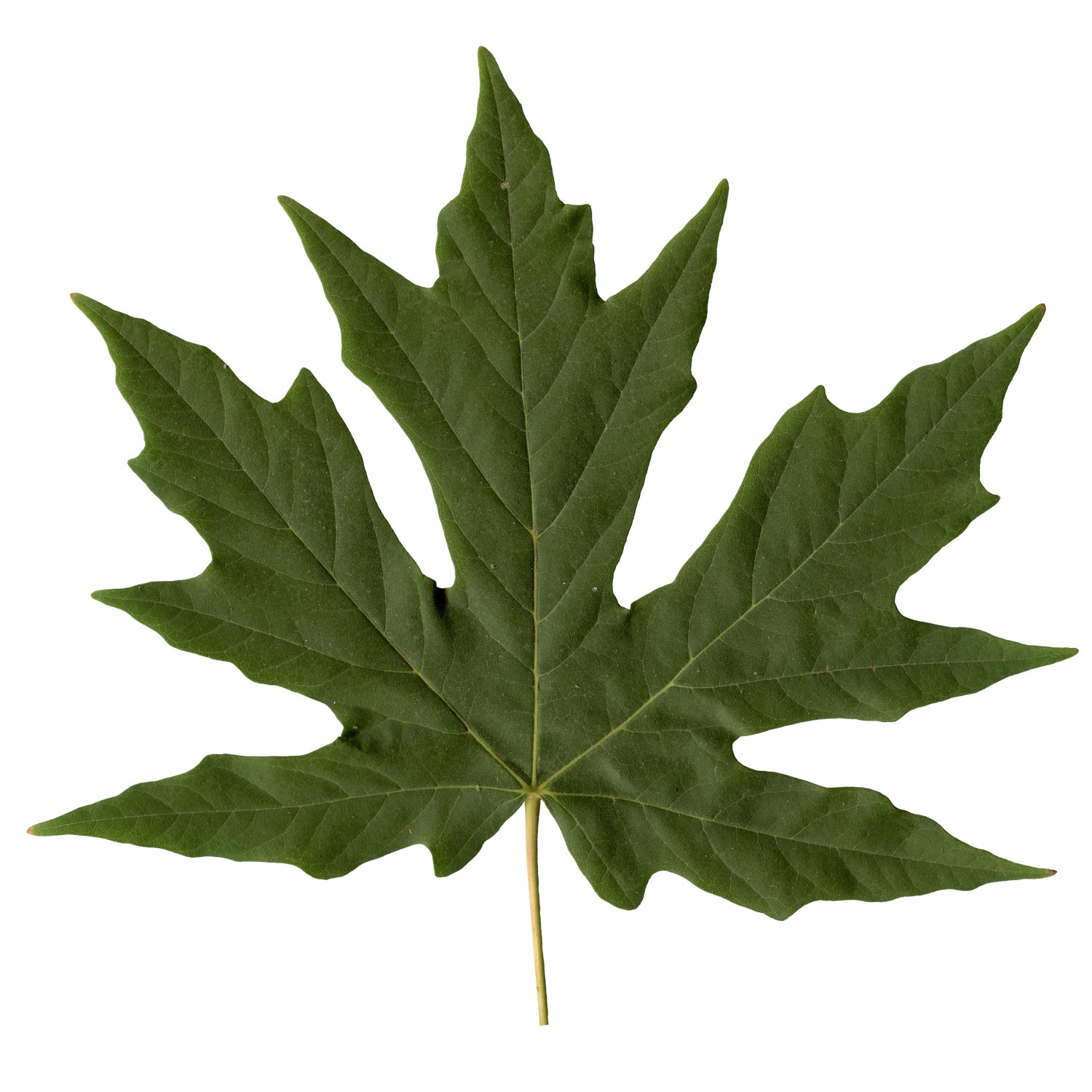 maple-leaf-web – Nature in Novato