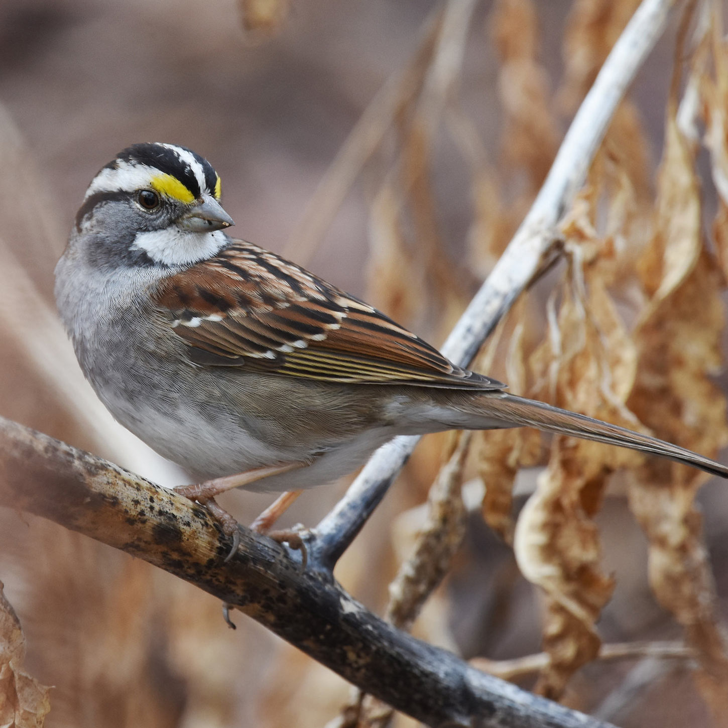 White-throat-white-stripe-Andy-Reago – Nature in Novato