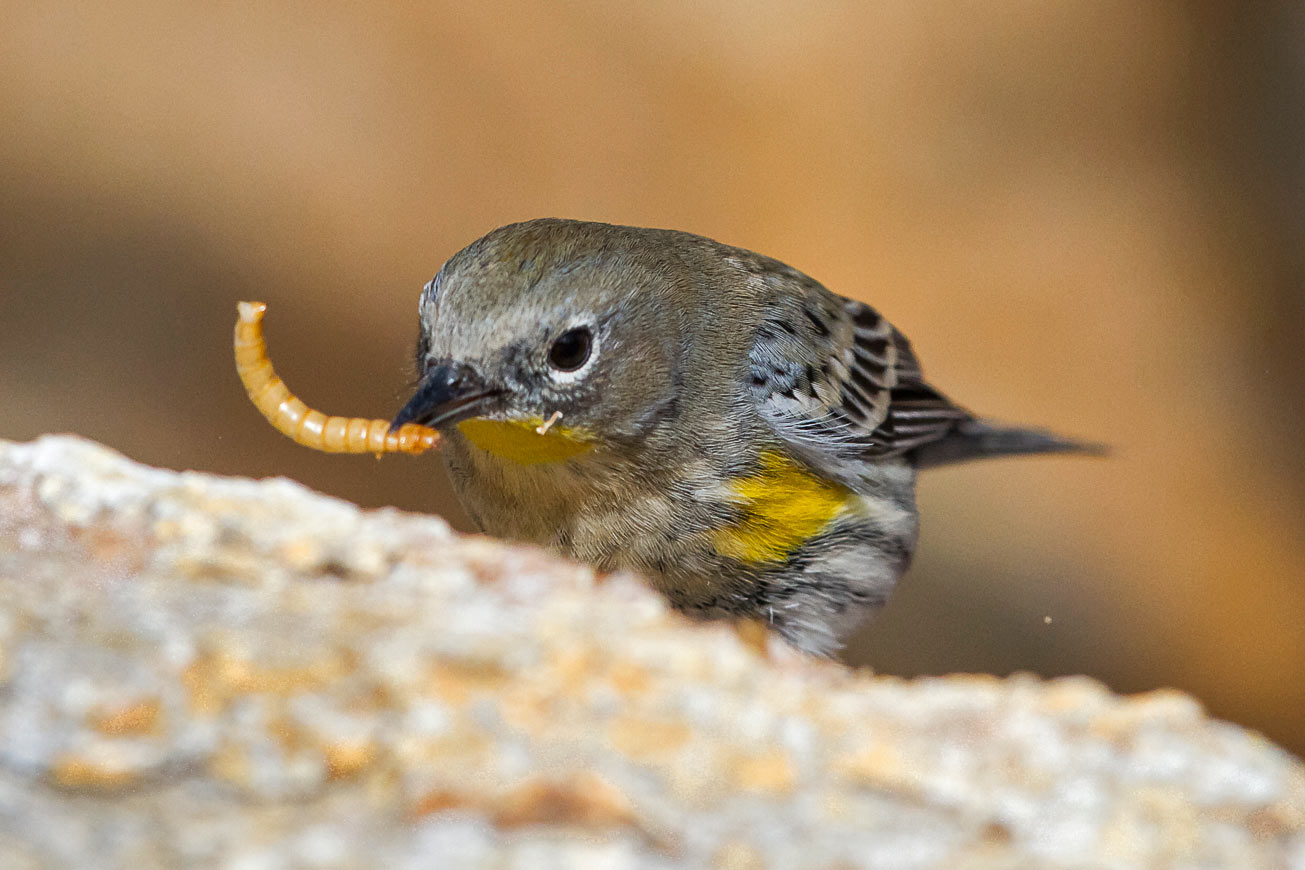 Yellow Rumbi's s-hunt-yellow-rump 3×2 – Nature in Novato