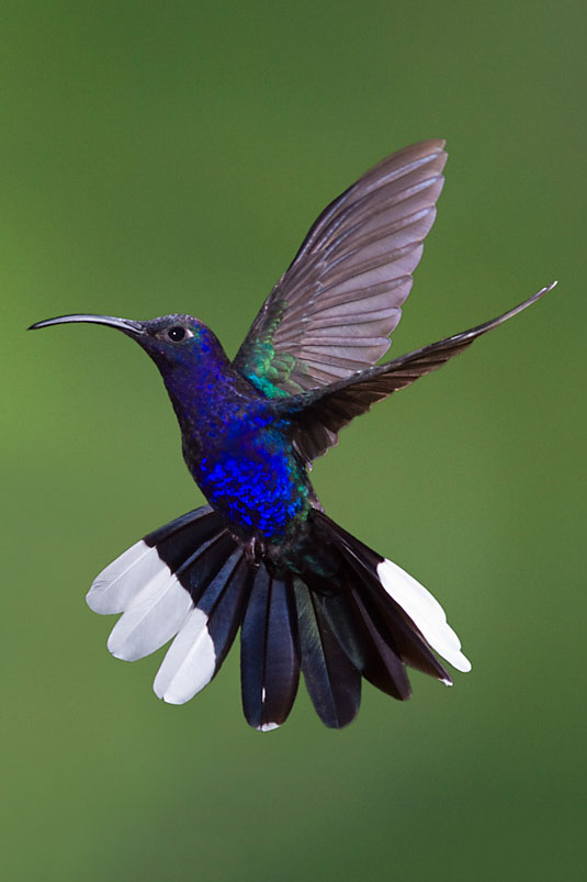 Violet-Sabrewing-pat1479-2×3 – Nature in Novato