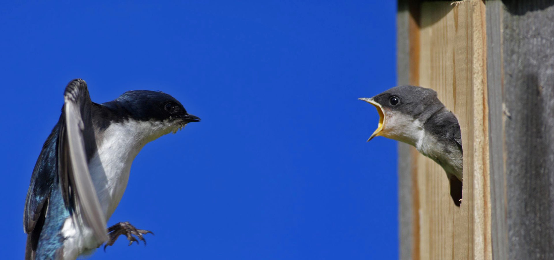 Tree-Swallow-header-Steve-Byland – Nature in Novato