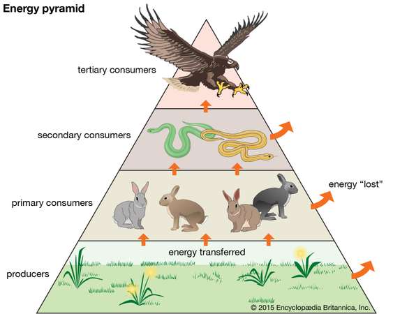 trophic pyramid britannica – Nature in Novato