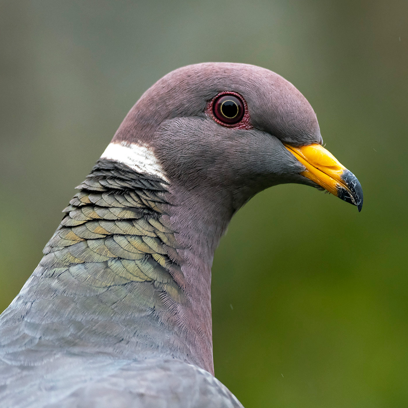 Shoreline Area News: For the Birds: Band-tailed Pigeon - Do You Have Some?