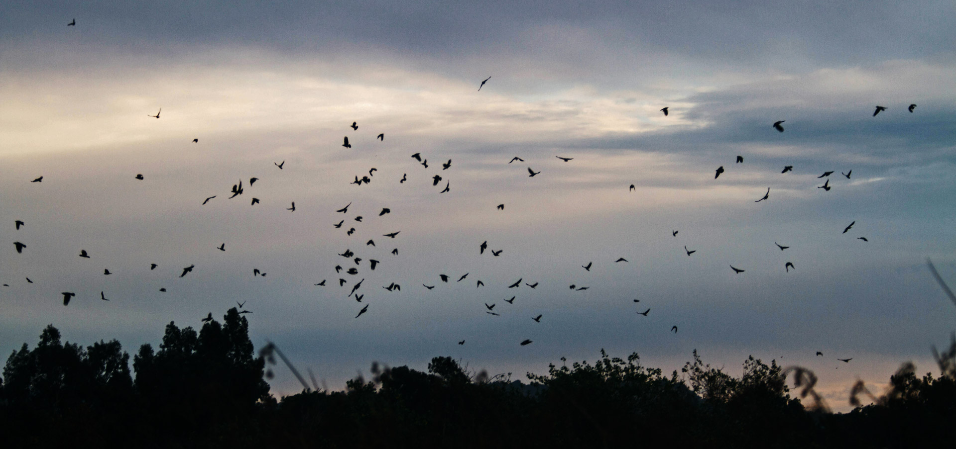 Crows-Dusk-Emilie-Chen – Nature in Novato