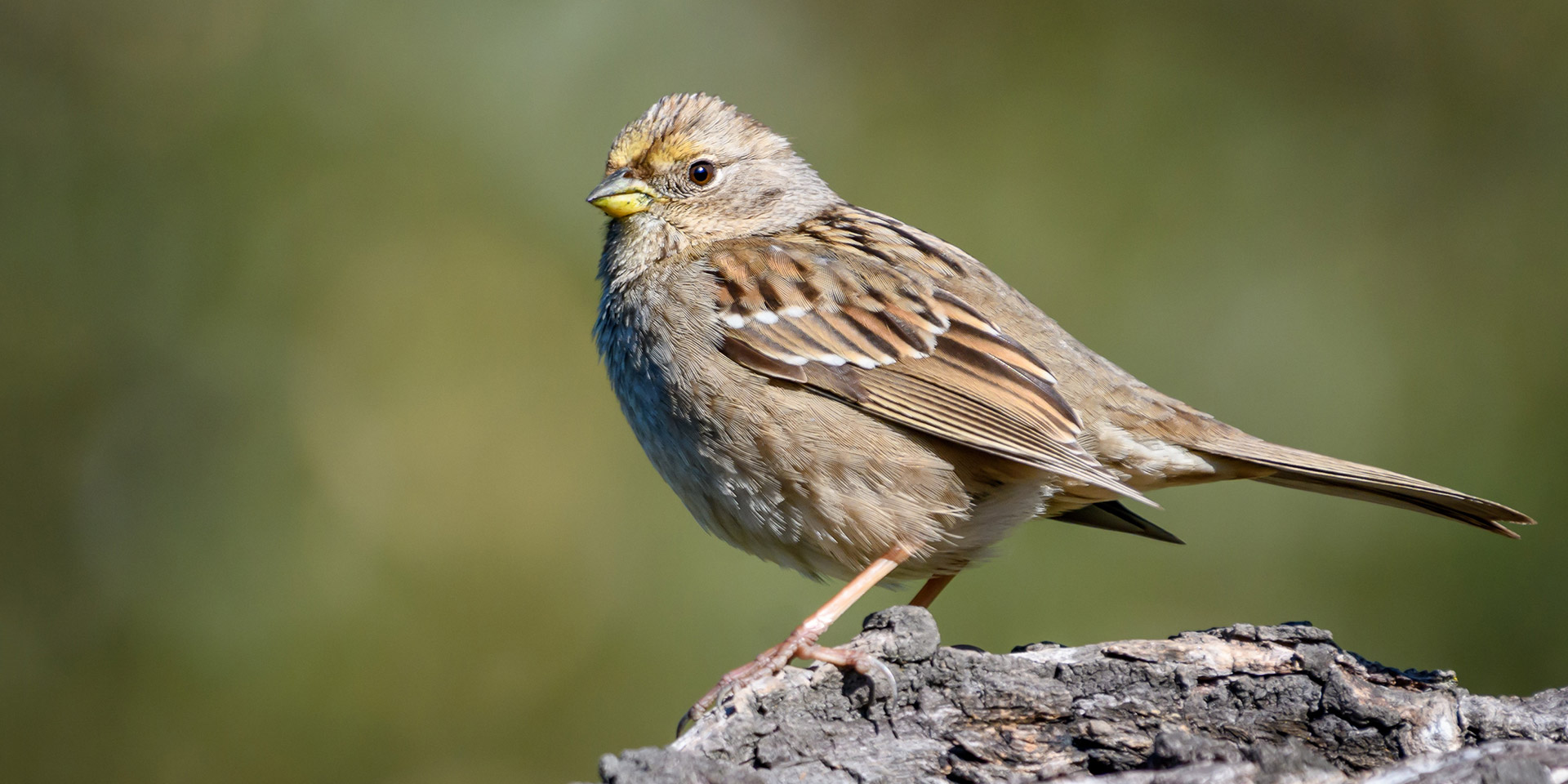 golden-crown-becky-matsubara – Nature in Novato